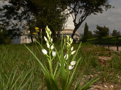 Cephalanthera Longifolia (Mont-Gros)